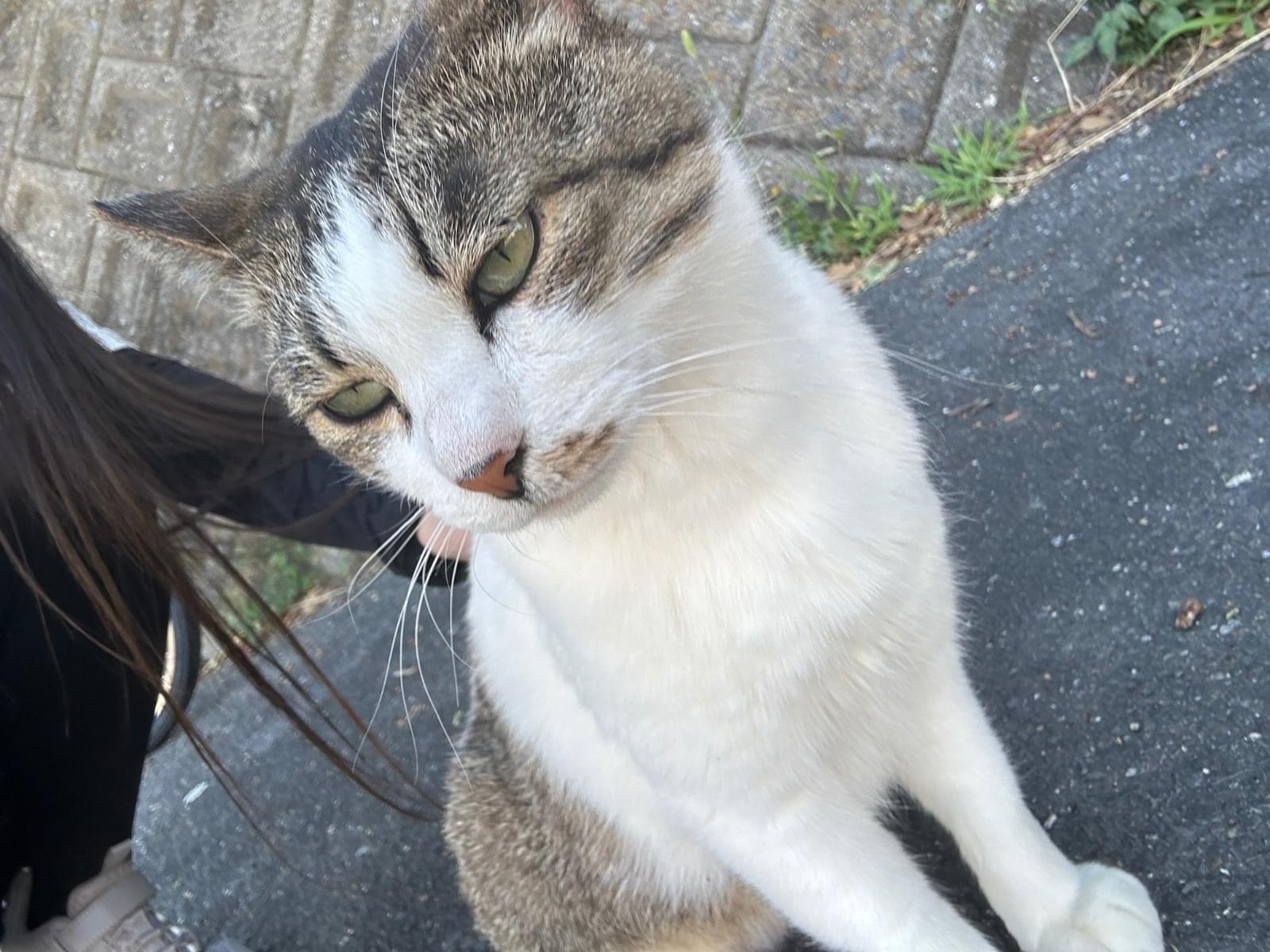 目撃された猫