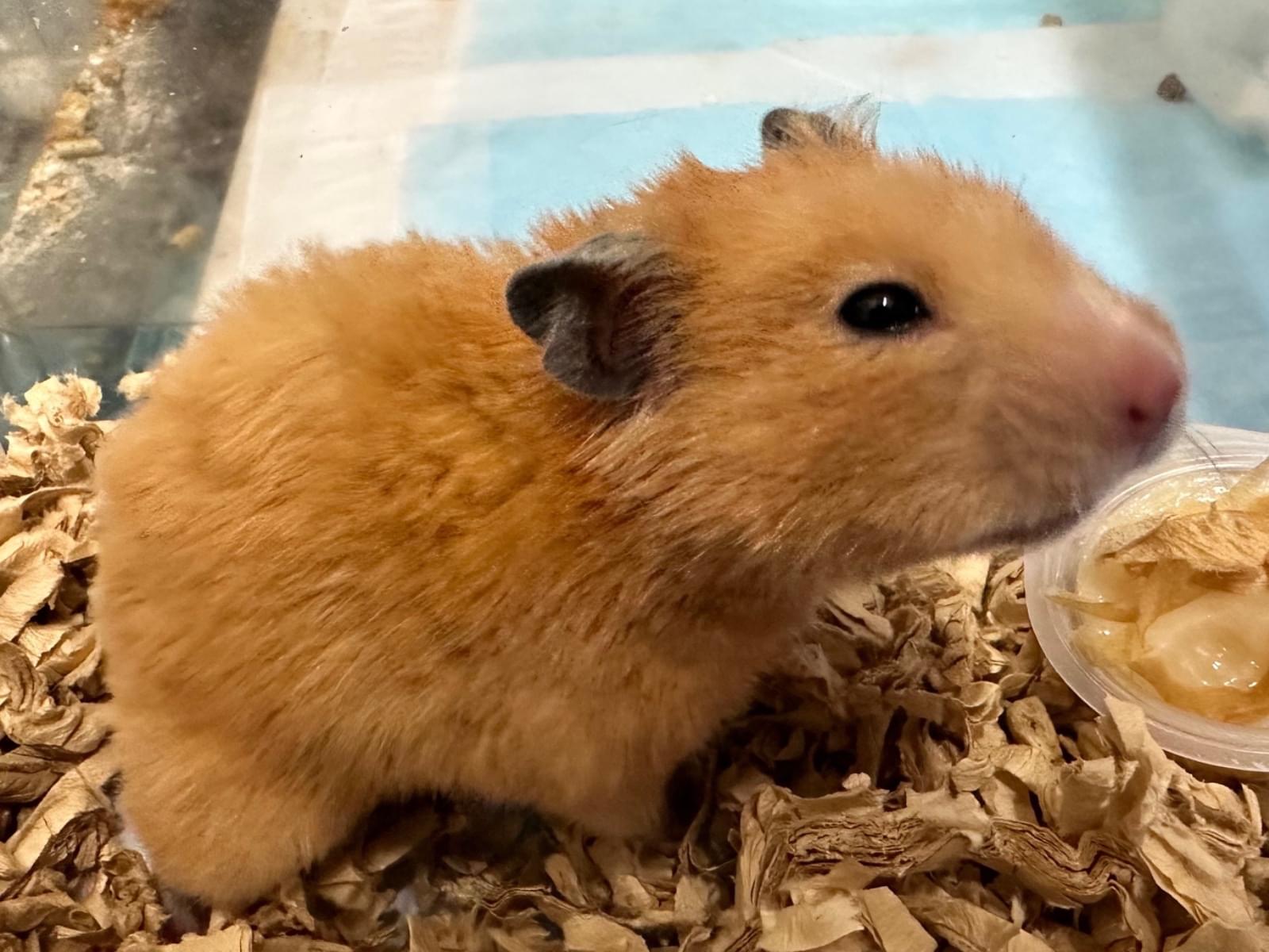 保護されたペット 保護されたペット