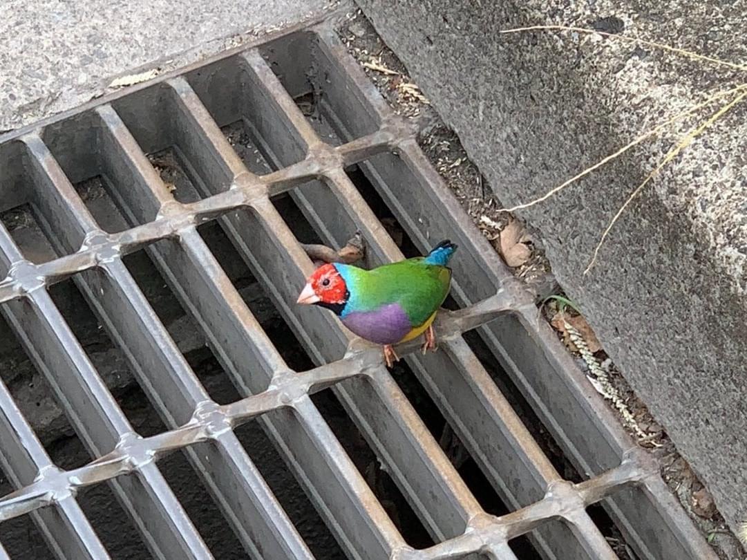 目撃された鳥 目撃された鳥