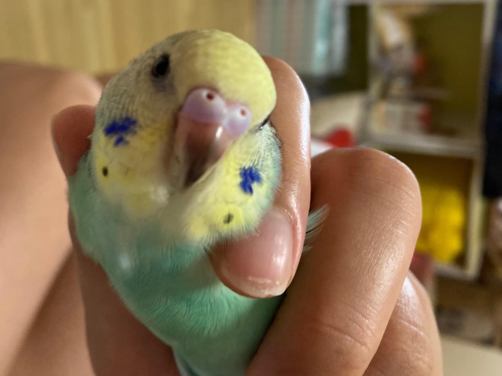 ピヨちゃん ピヨちゃん