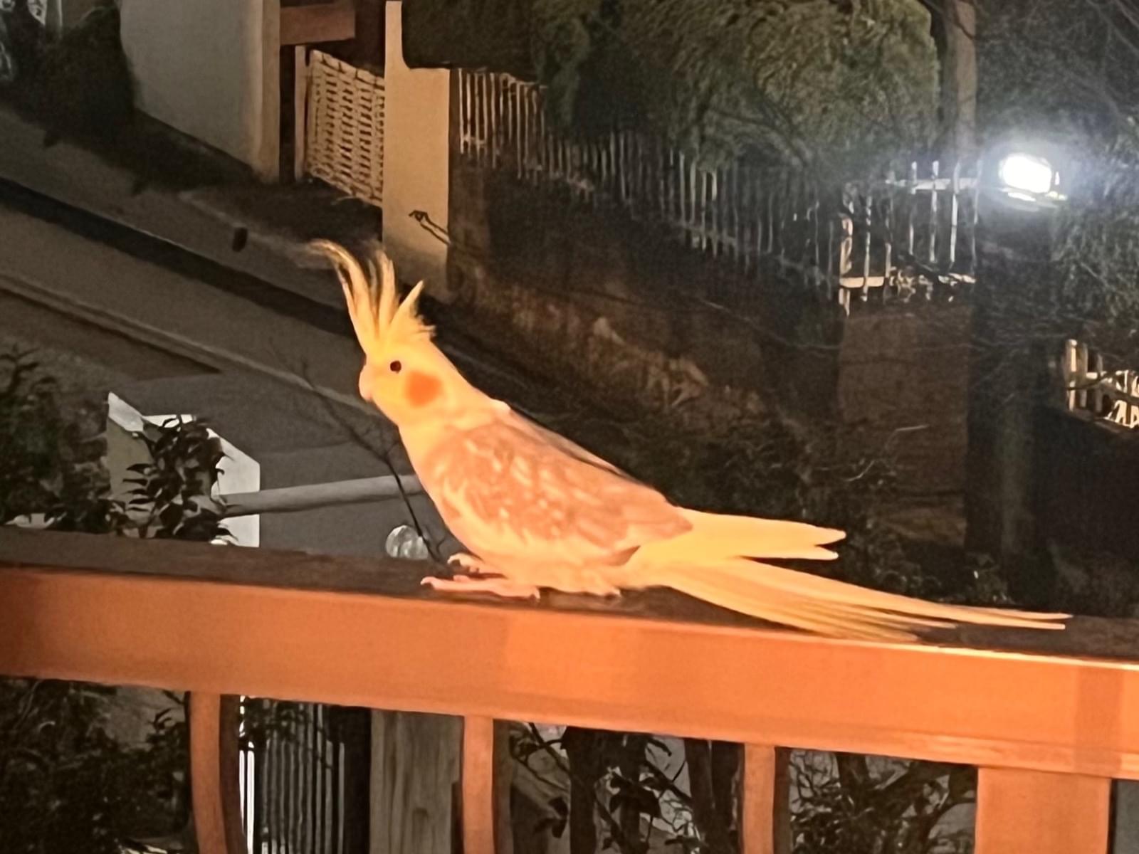 保護された鳥 保護された鳥