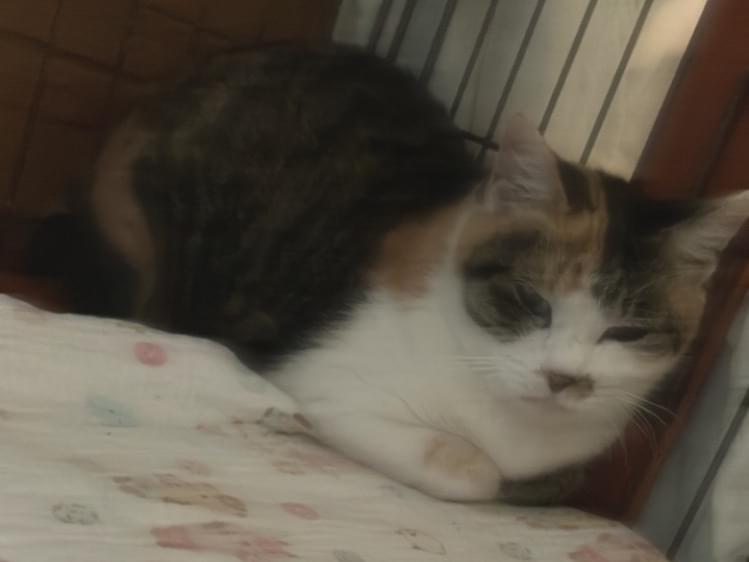 迷子になった猫 迷子になった猫