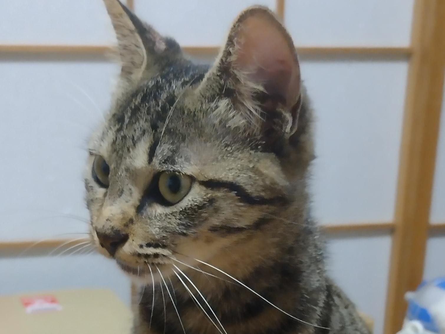 保護された猫 保護された猫