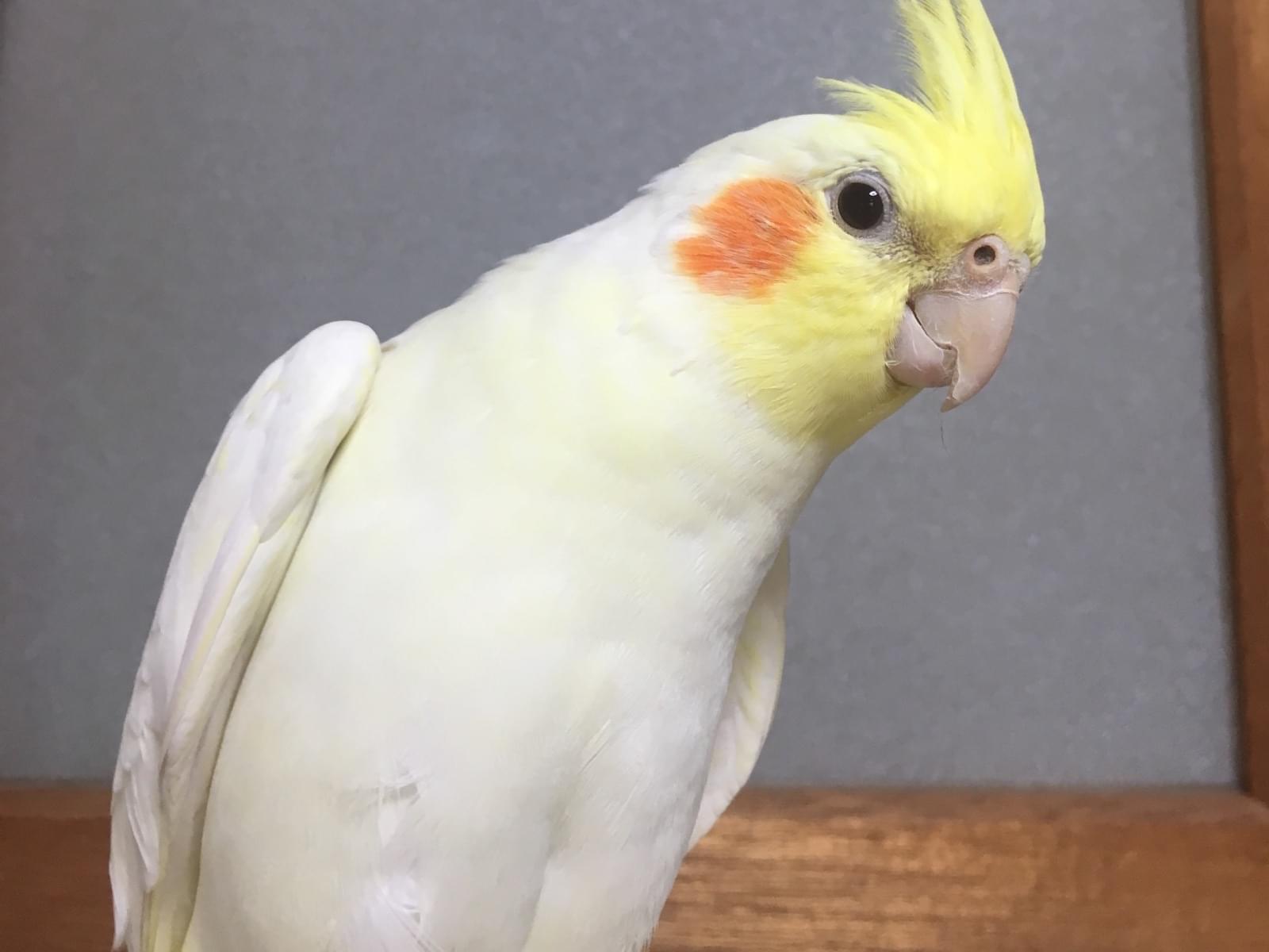 むぎちゃん むぎちゃん