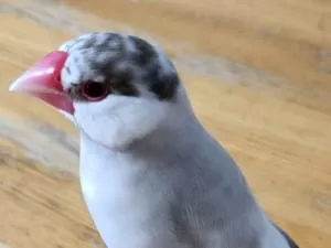 シナモン文鳥を探してます。