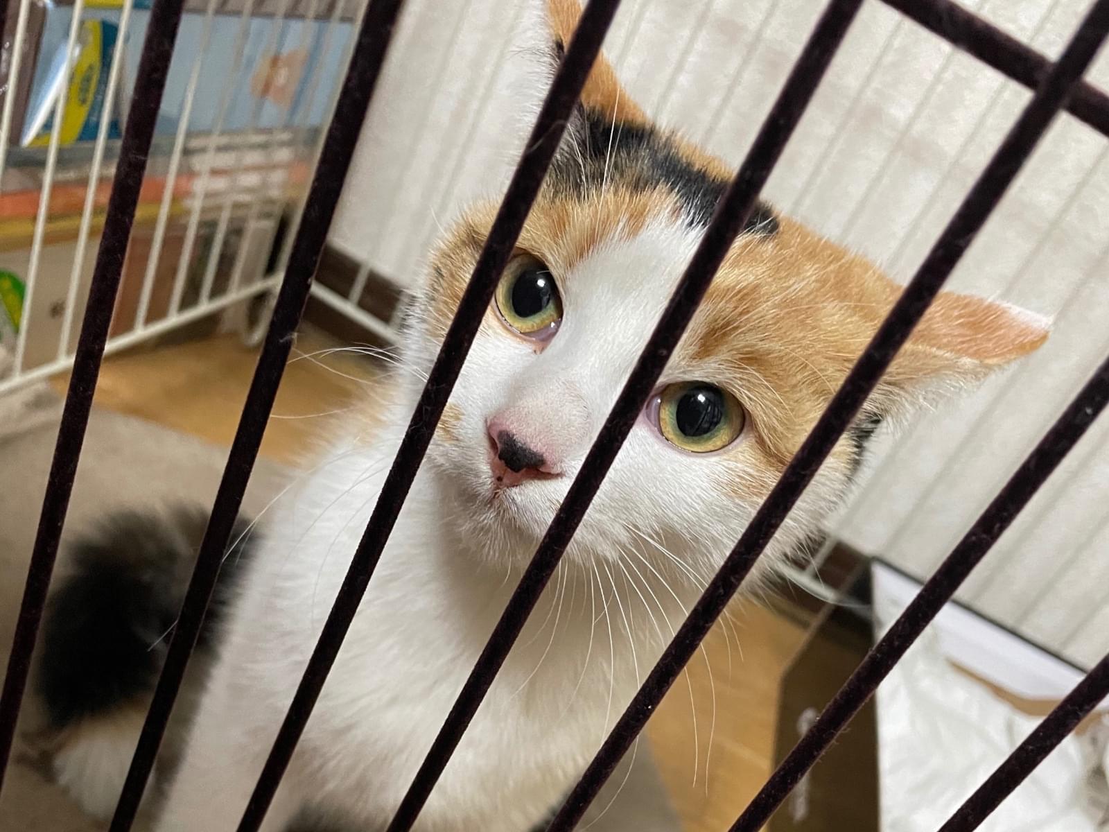 保護された猫 保護された猫
