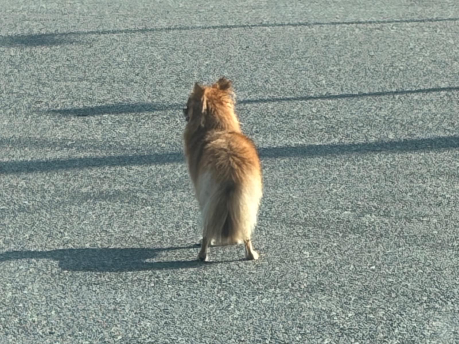 目撃された犬