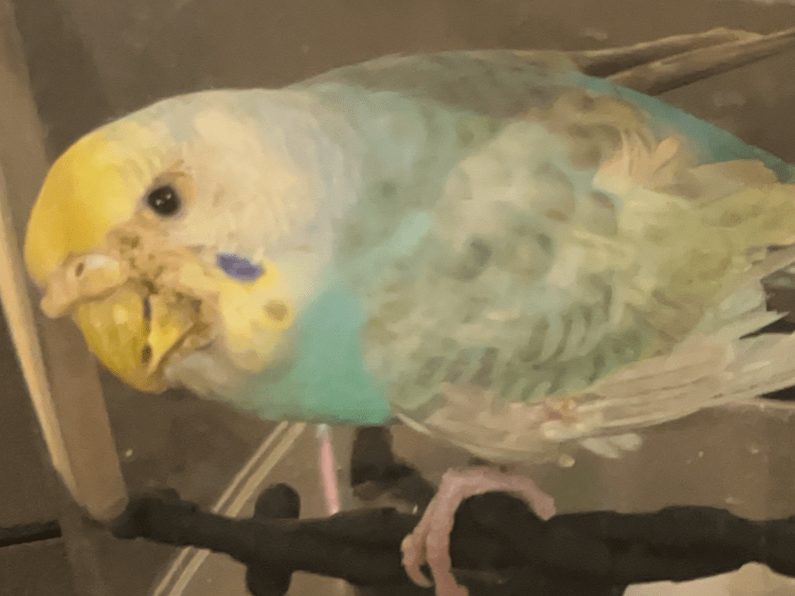 保護された鳥 保護された鳥