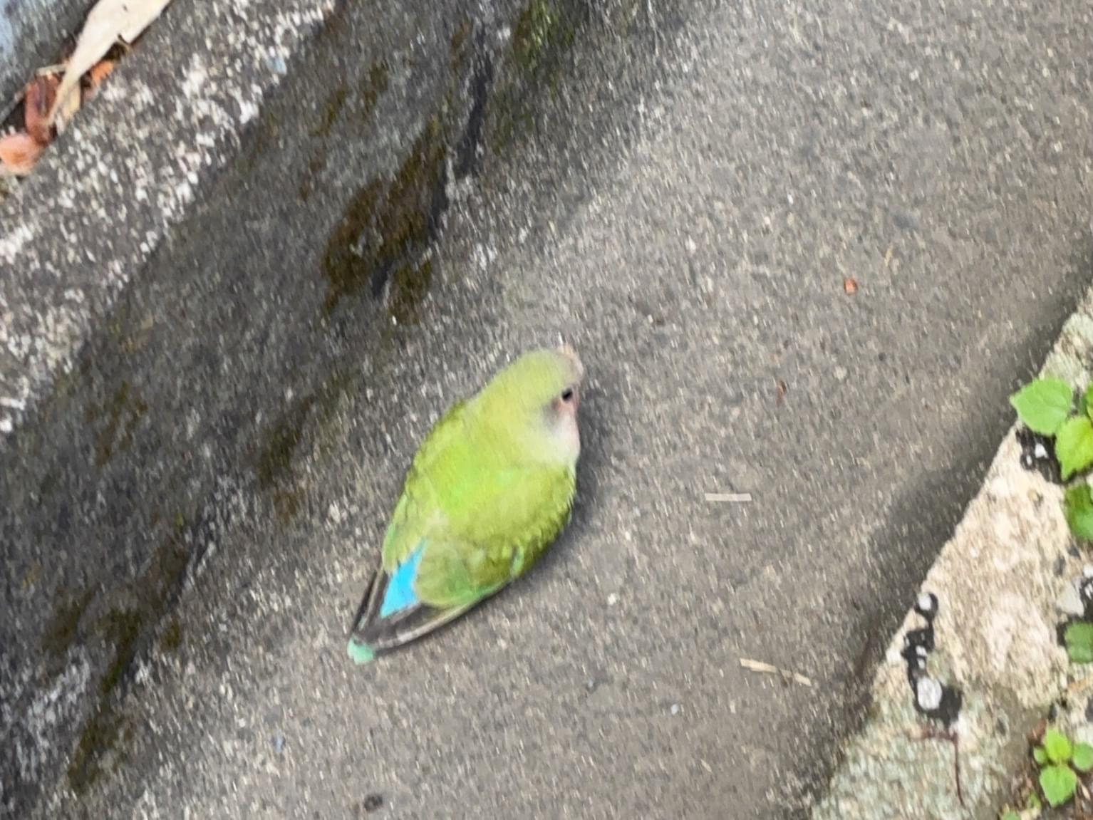 保護された鳥 保護された鳥
