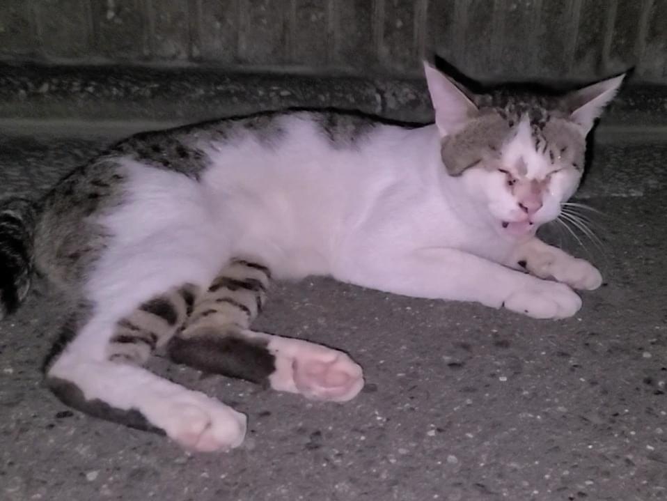 目撃された猫 目撃された猫