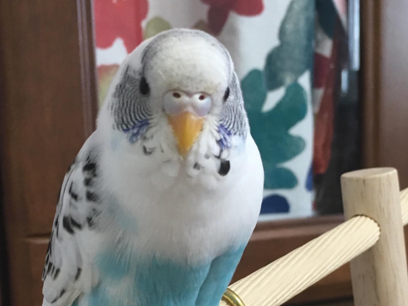 まめちゃん まめちゃん