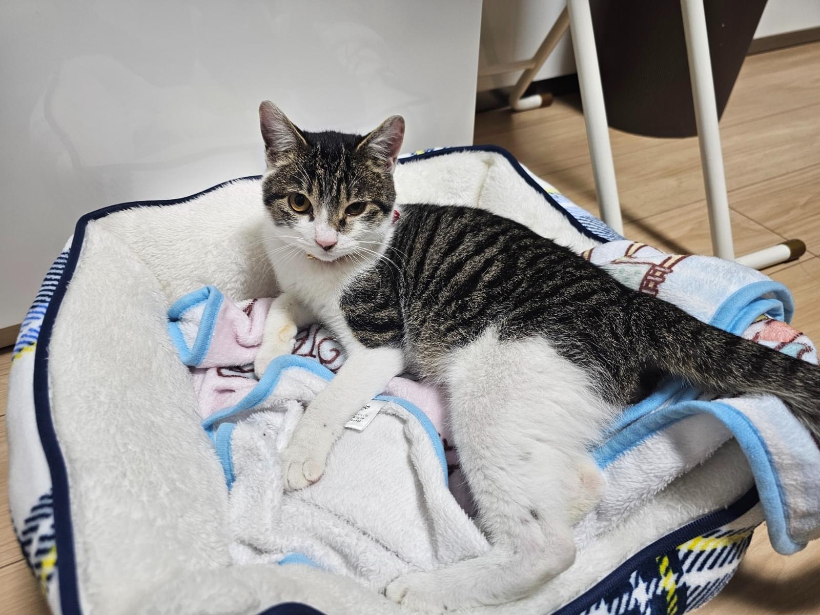 くろまめちゃん