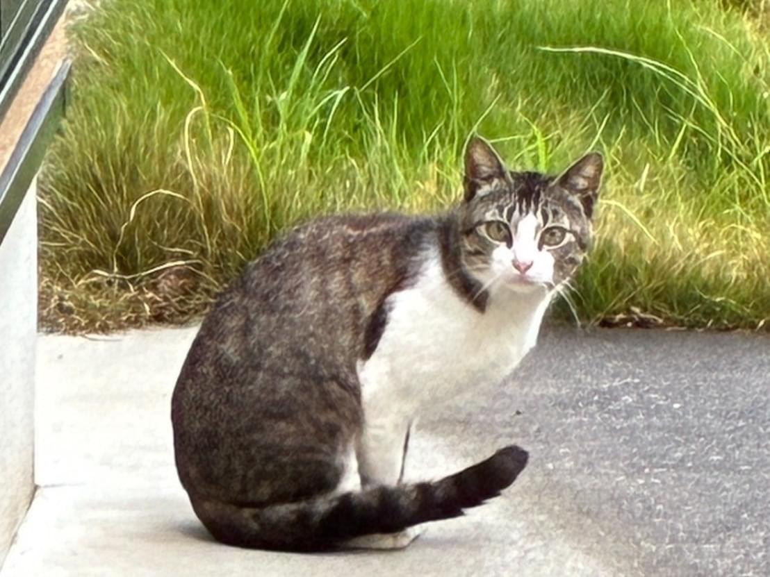 目撃された猫 目撃された猫