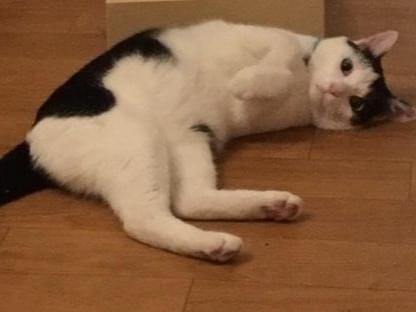 ニャースちゃん ニャースちゃん