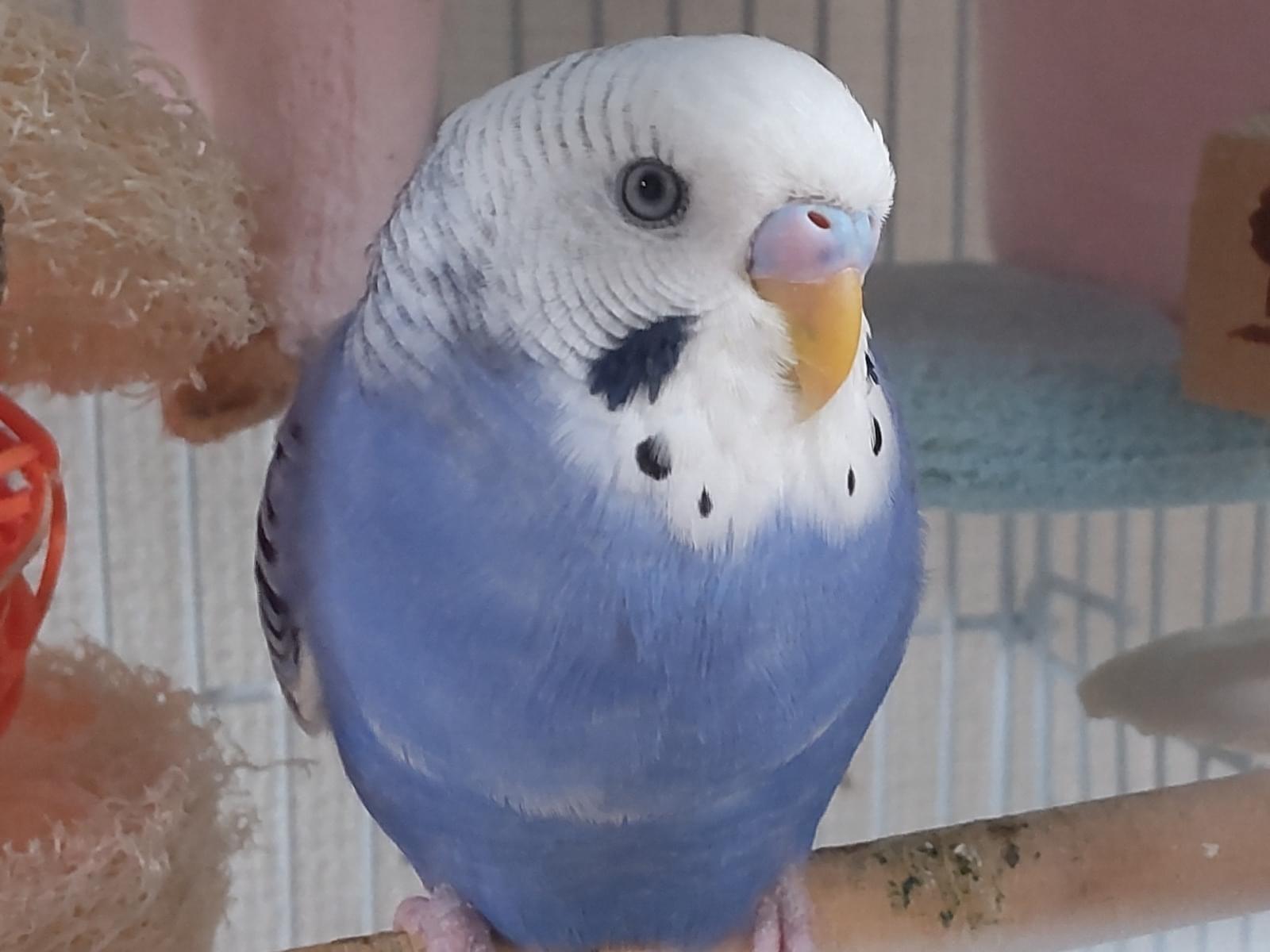 しろちゃん しろちゃん