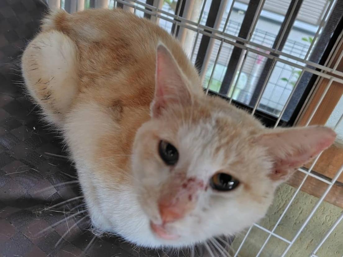 保護された猫