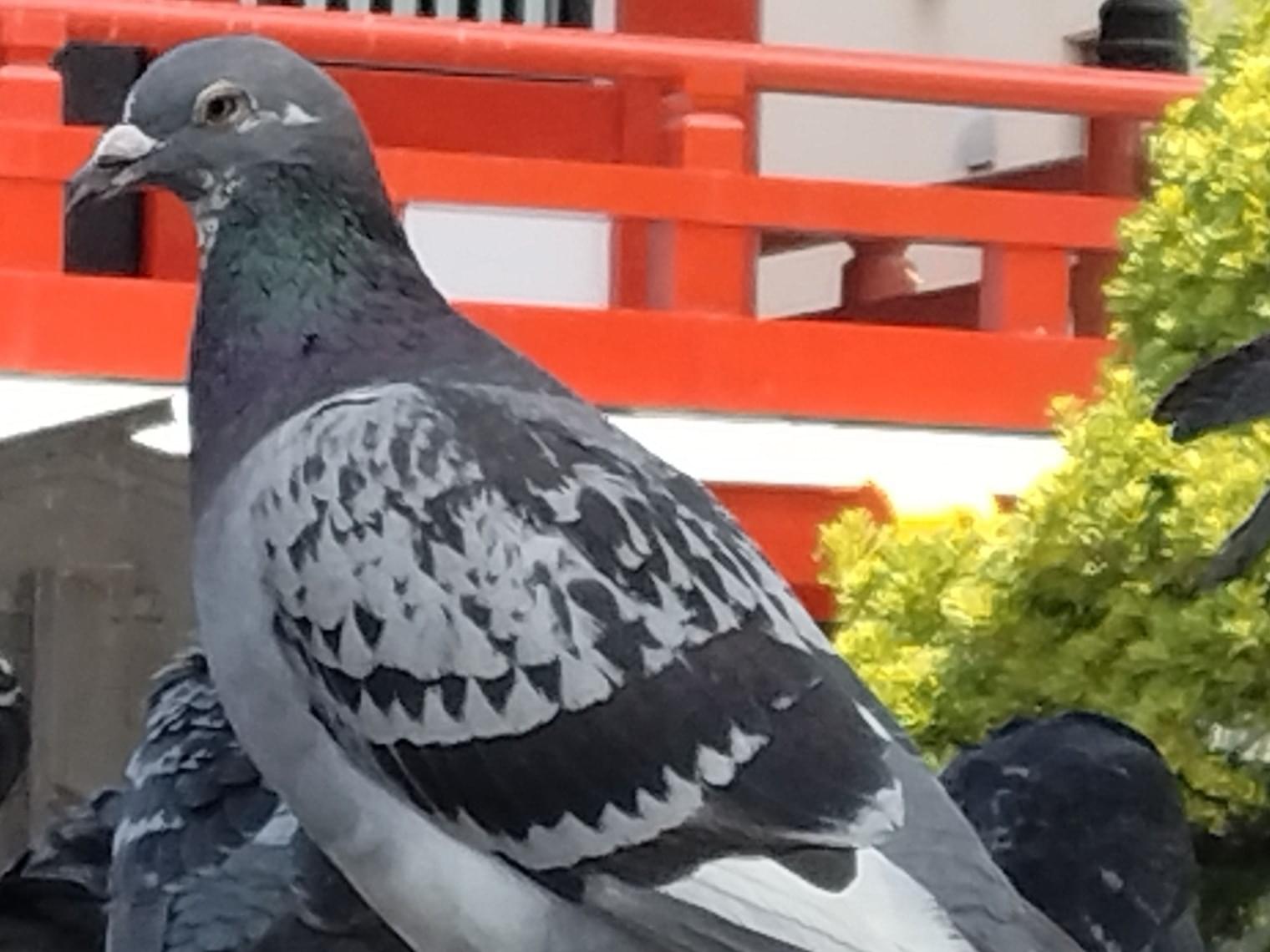目撃された鳥 目撃された鳥