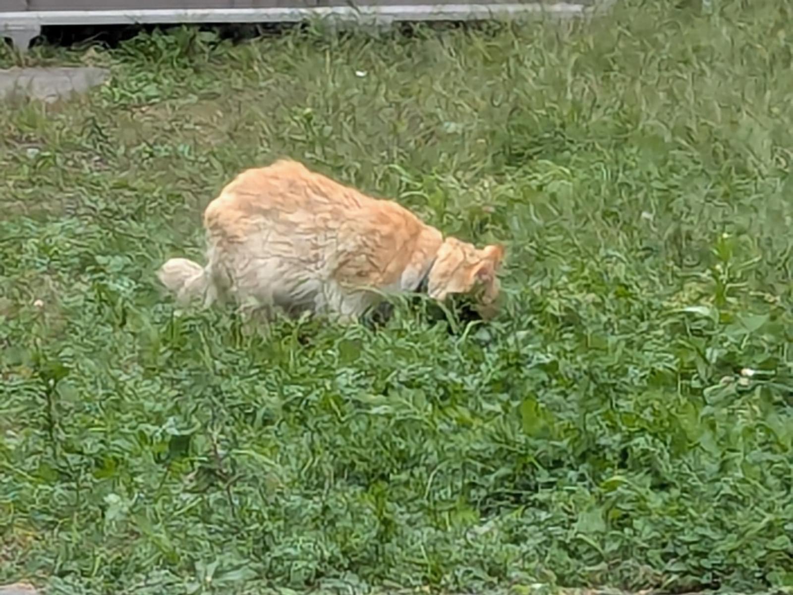 目撃された猫 目撃された猫