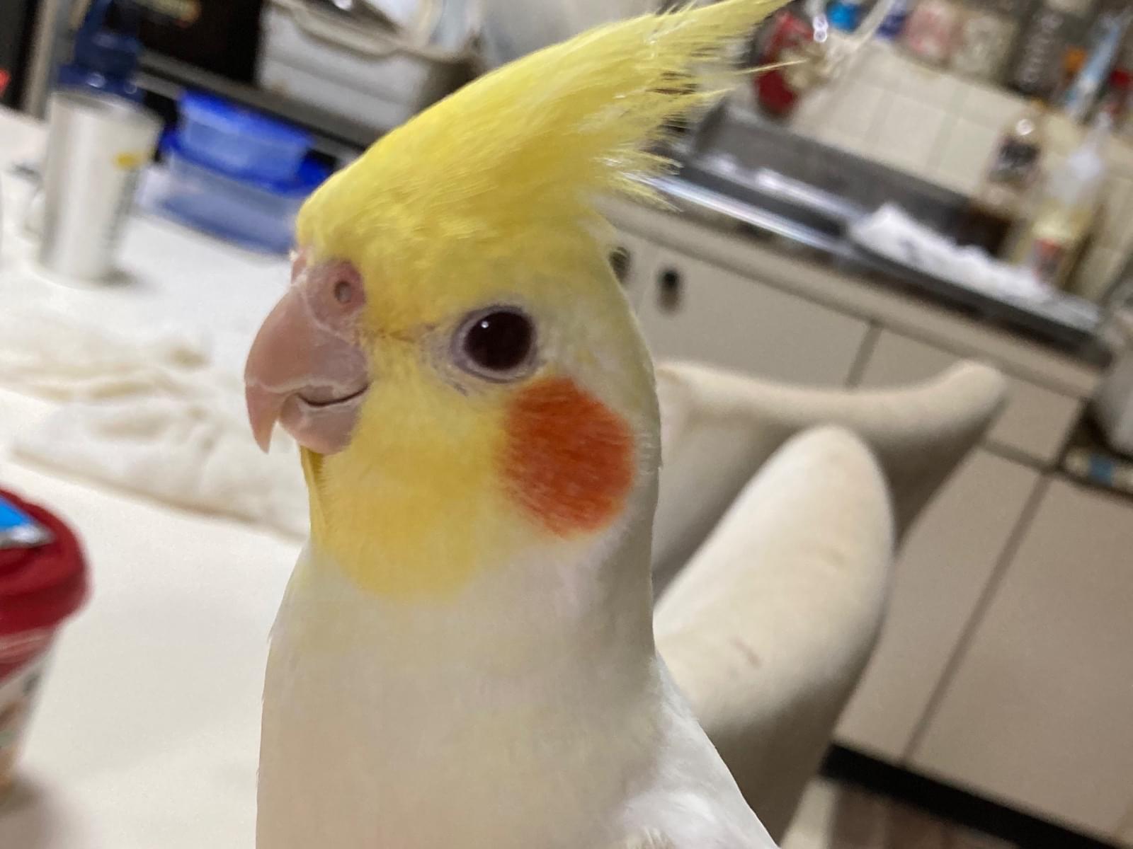 きーちゃん きーちゃん