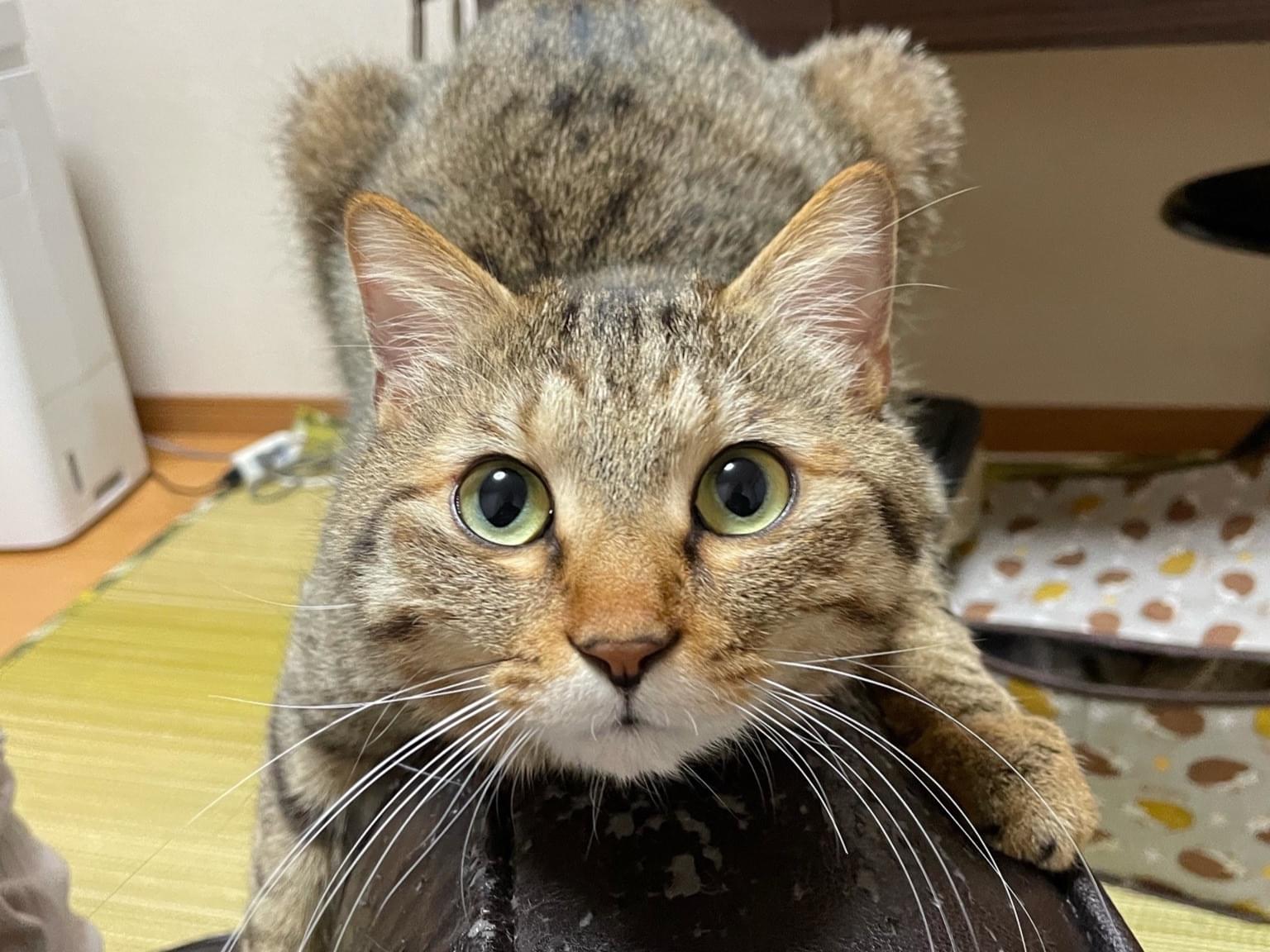 木陰ちゃん 木陰ちゃん