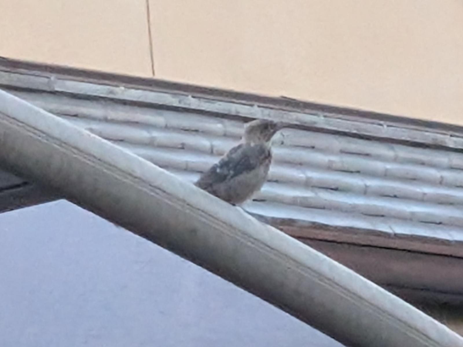 目撃された鳥 目撃された鳥