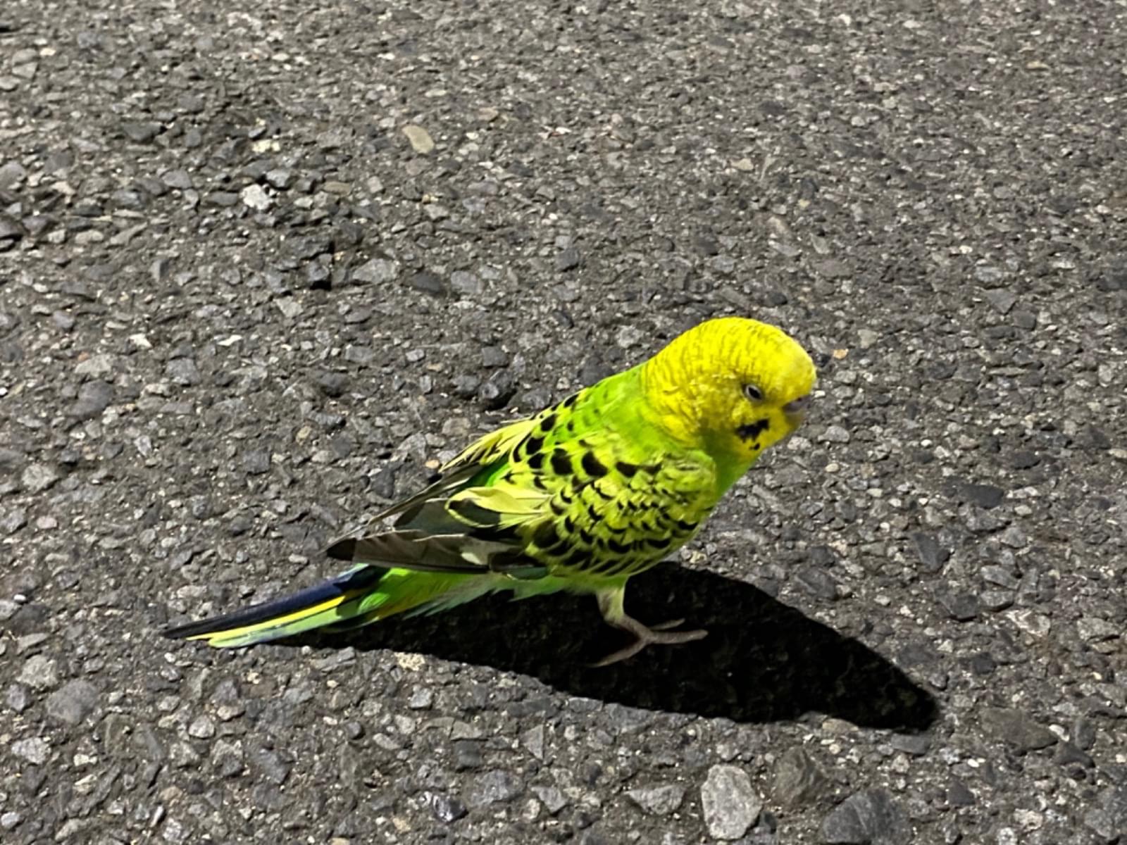 保護された鳥 保護された鳥