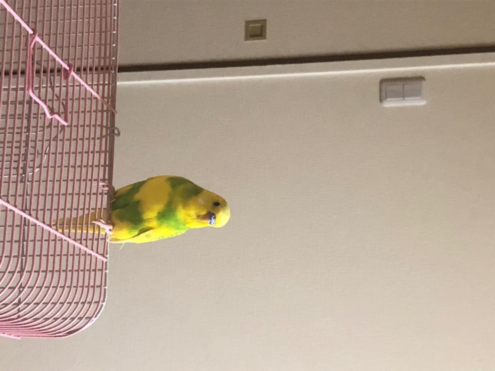 保護された鳥 保護された鳥