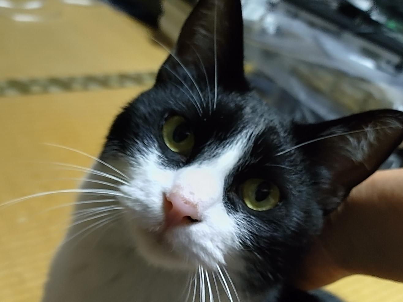 保護された猫 保護された猫