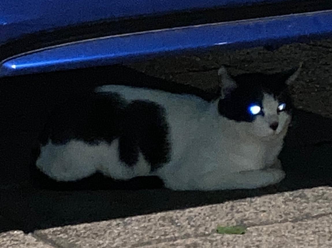 目撃された猫 目撃された猫