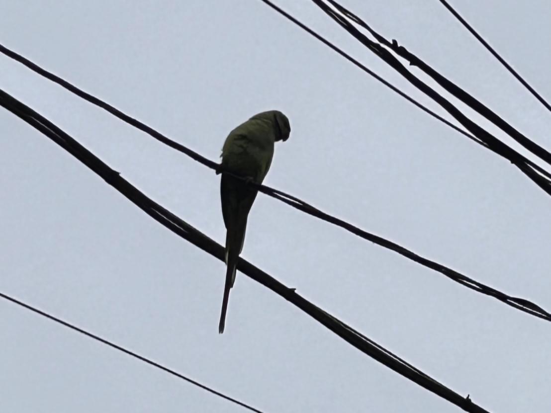 目撃された鳥 目撃された鳥
