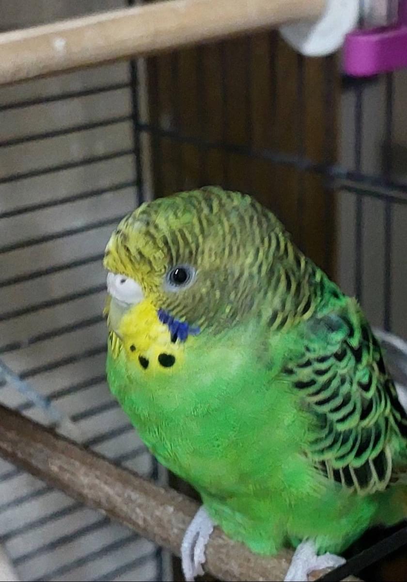 ◆インコ◆ 黄色と緑のパイドです～🐥 セキセイインコ(パイド)