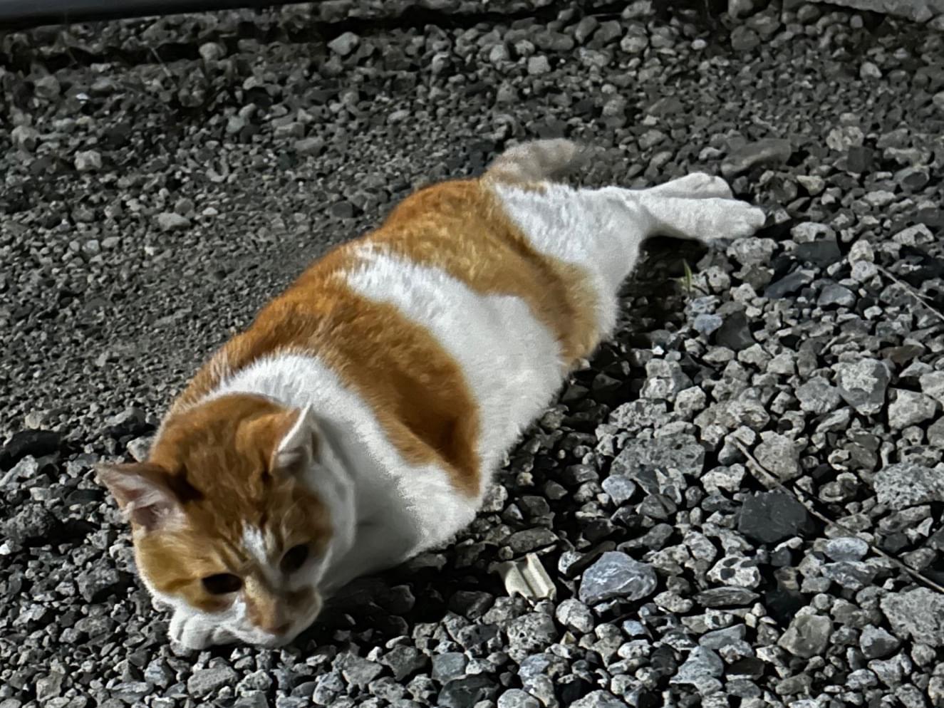 目撃された猫 目撃された猫