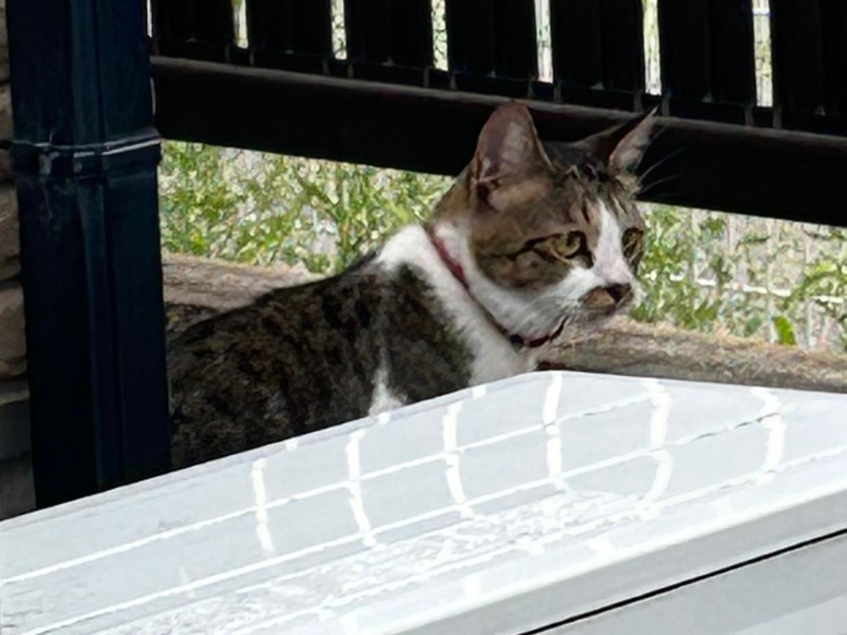 目撃された猫 目撃された猫