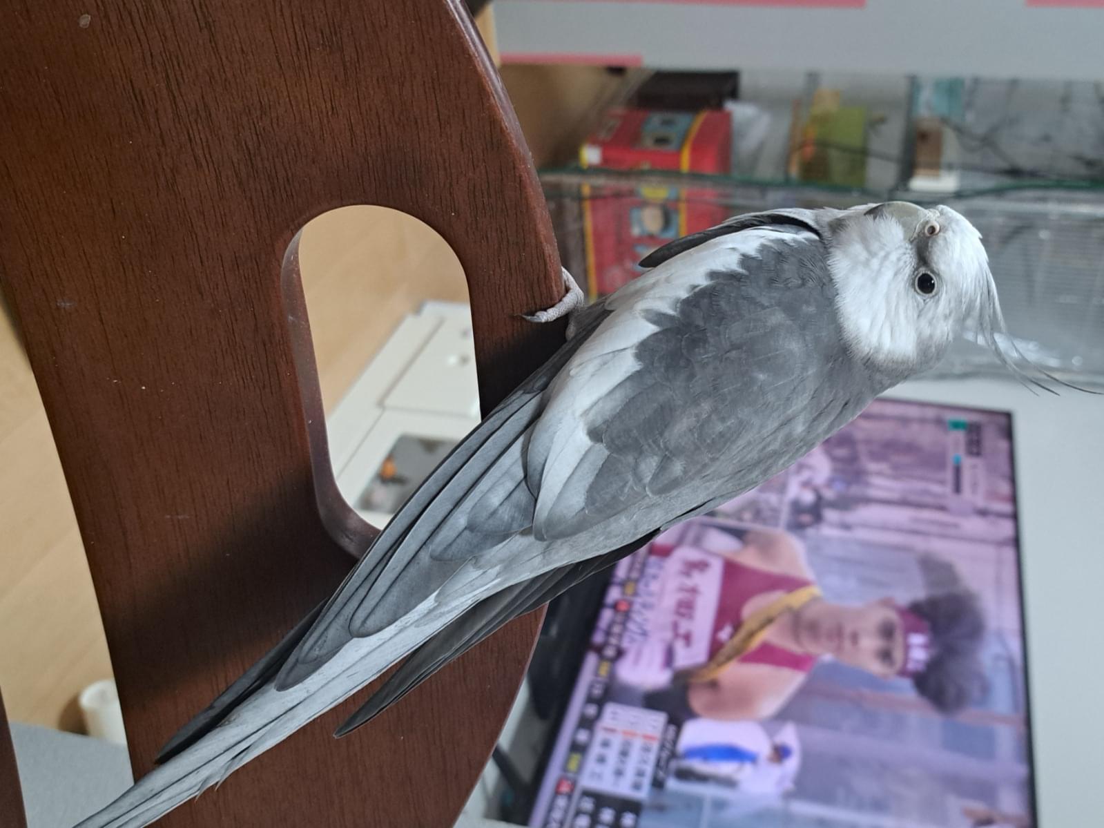 ラッキーちゃん