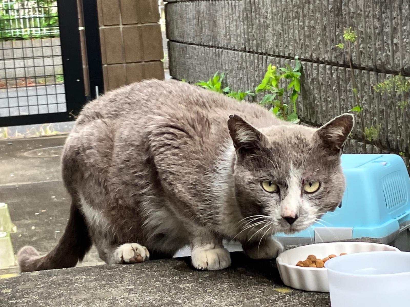 目撃された猫