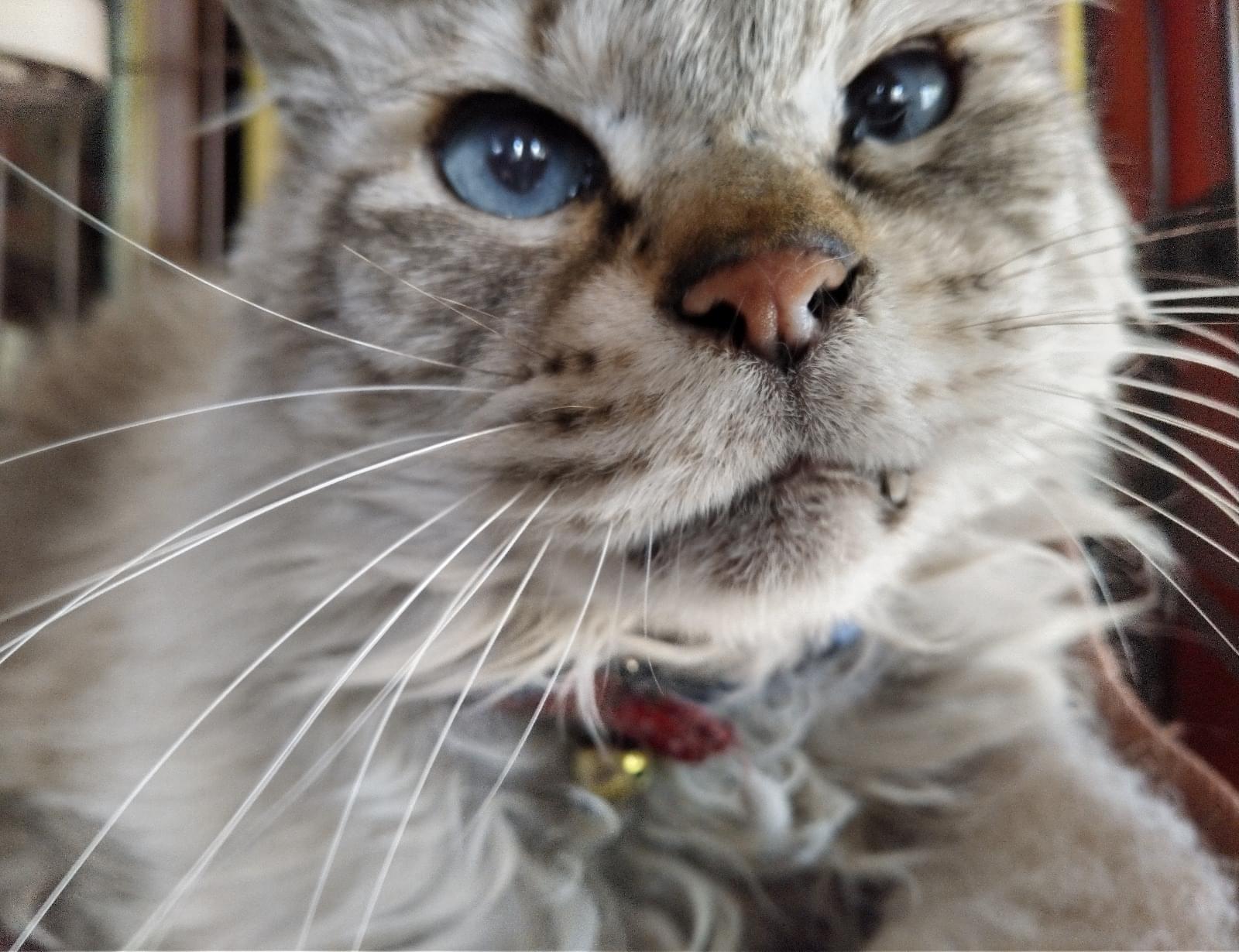 青い目の猫を保護しました