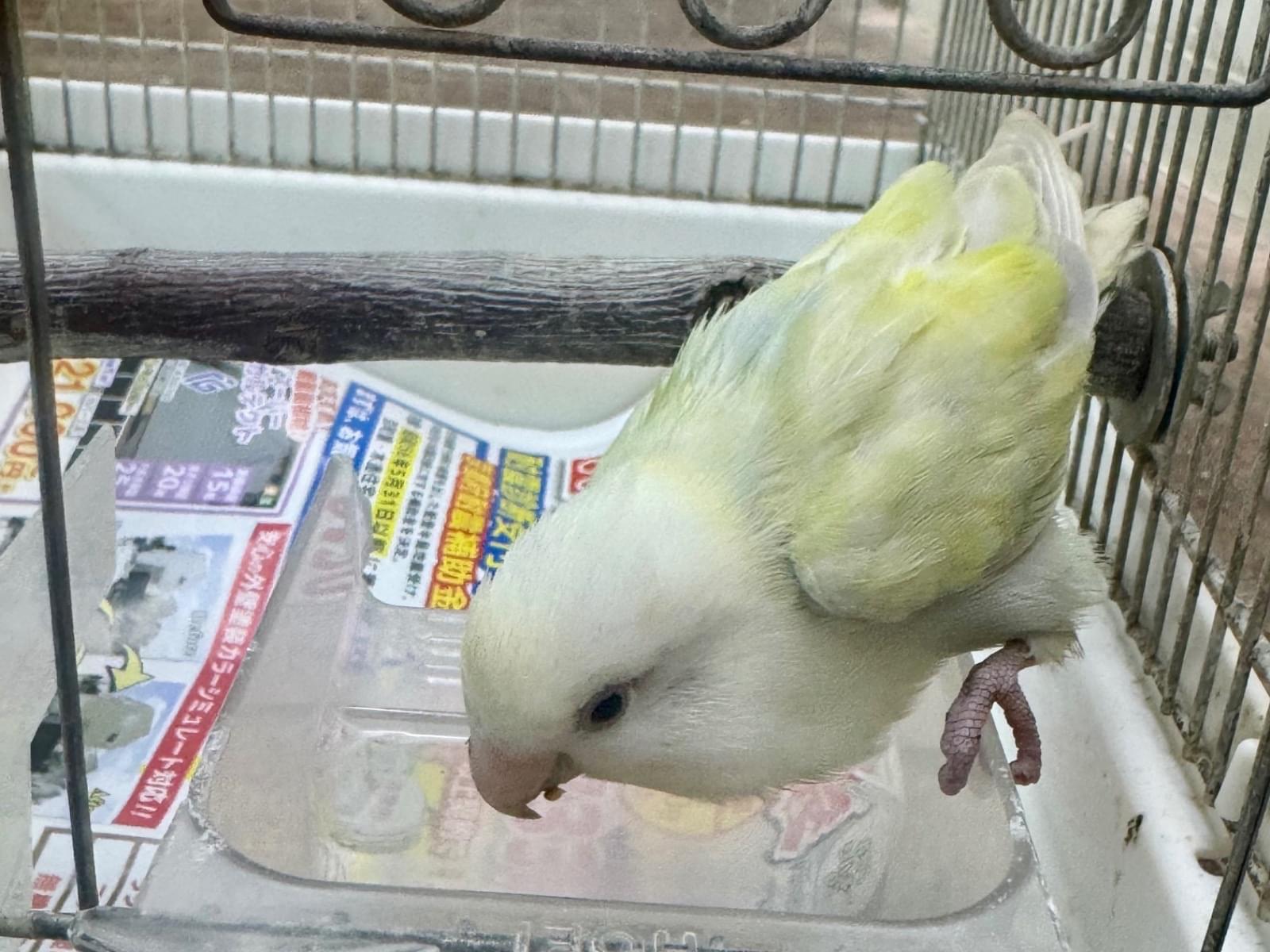 保護された鳥