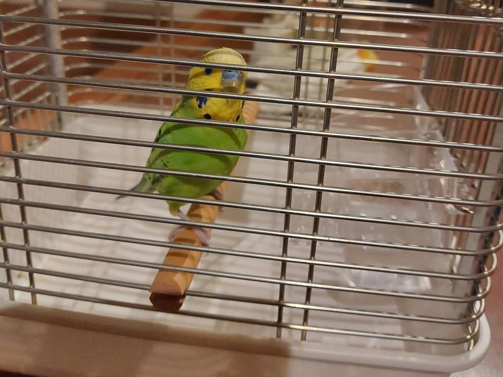 保護された鳥 保護された鳥