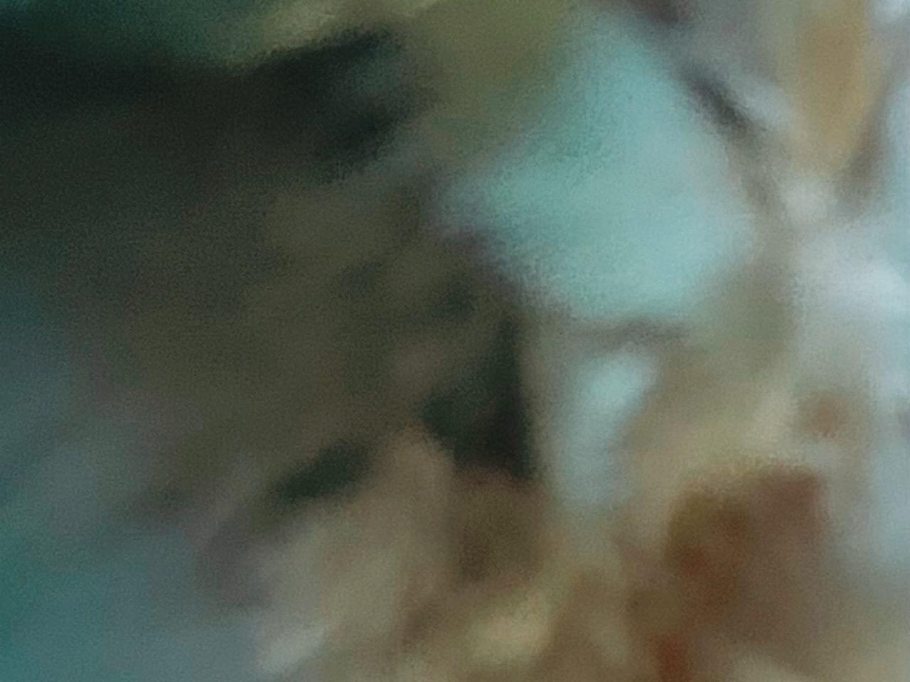 目撃された鳥 目撃された鳥