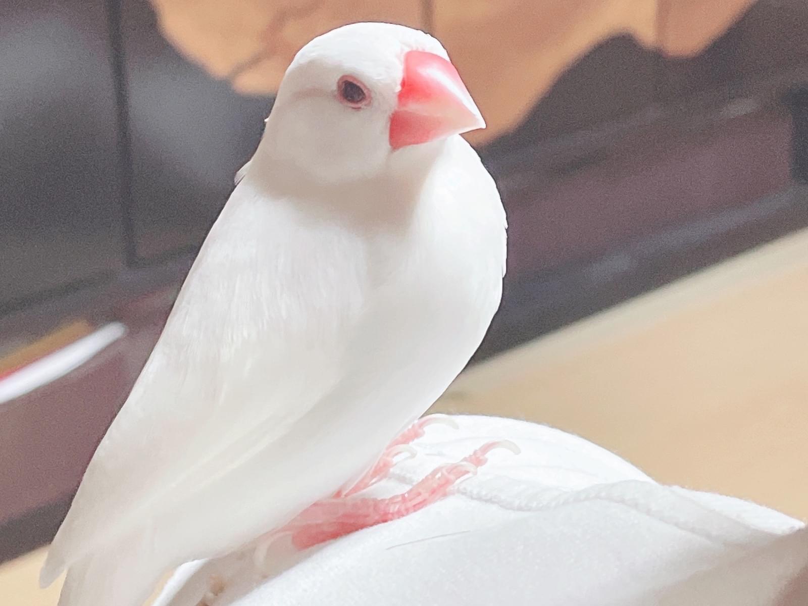 大福ちゃん 大福ちゃん