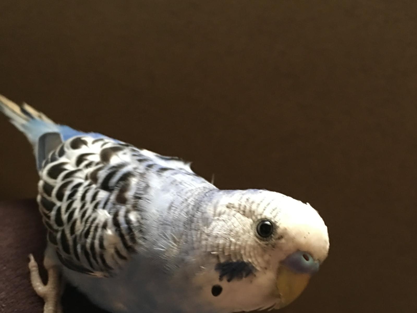 ぴよ助ちゃん ぴよ助ちゃん