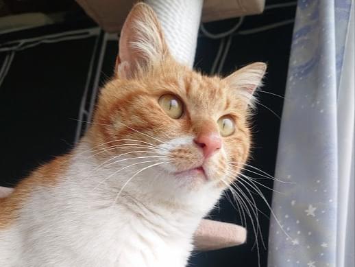 保護された猫 保護された猫
