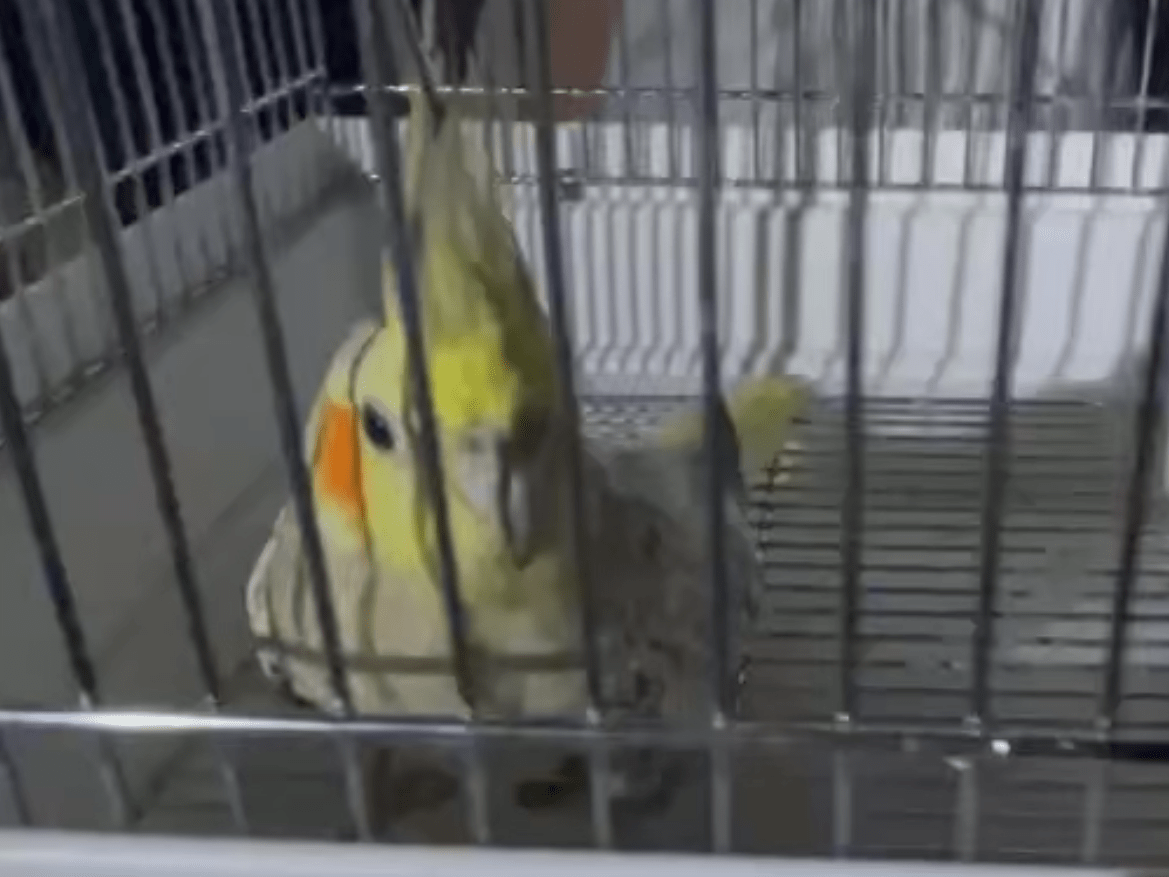 保護された鳥 保護された鳥