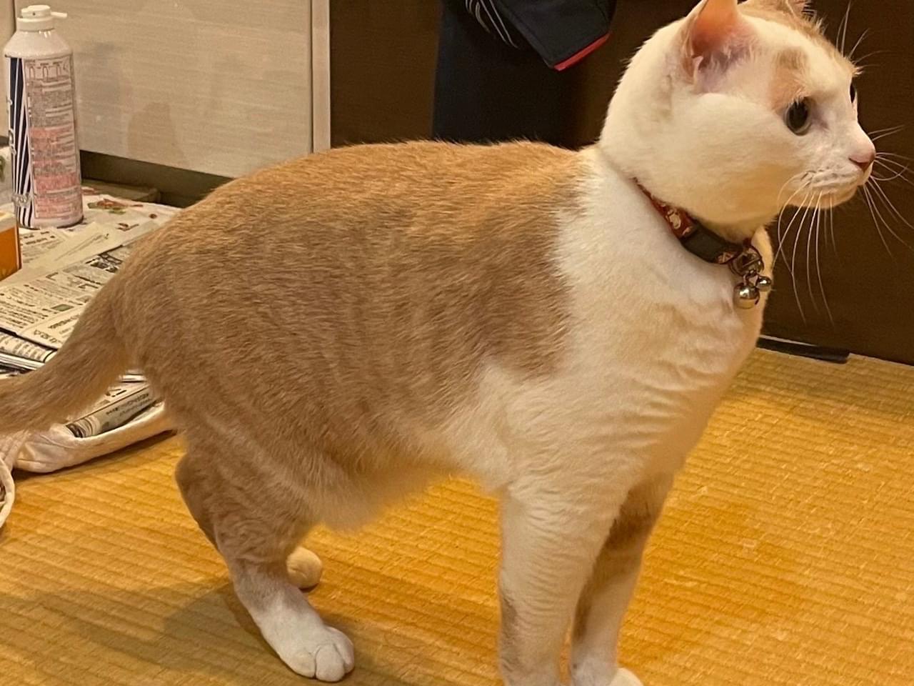 むぎちゃん むぎちゃん