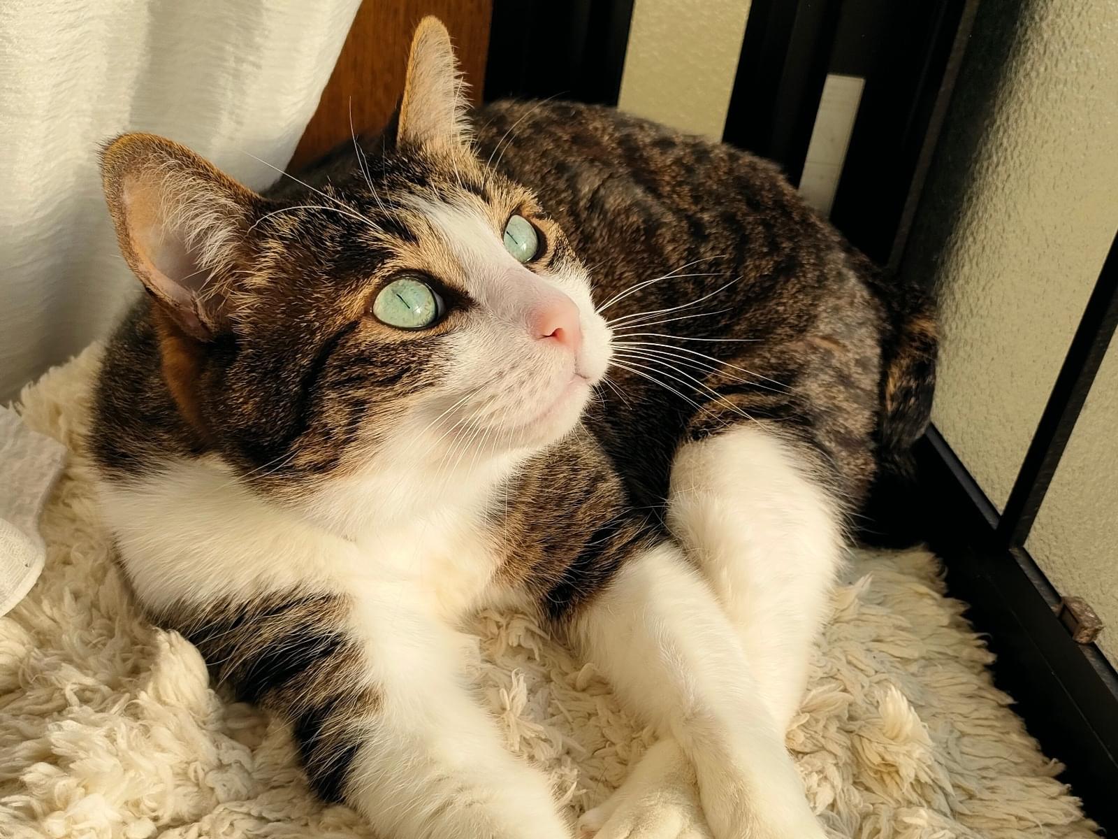 こてつちゃん