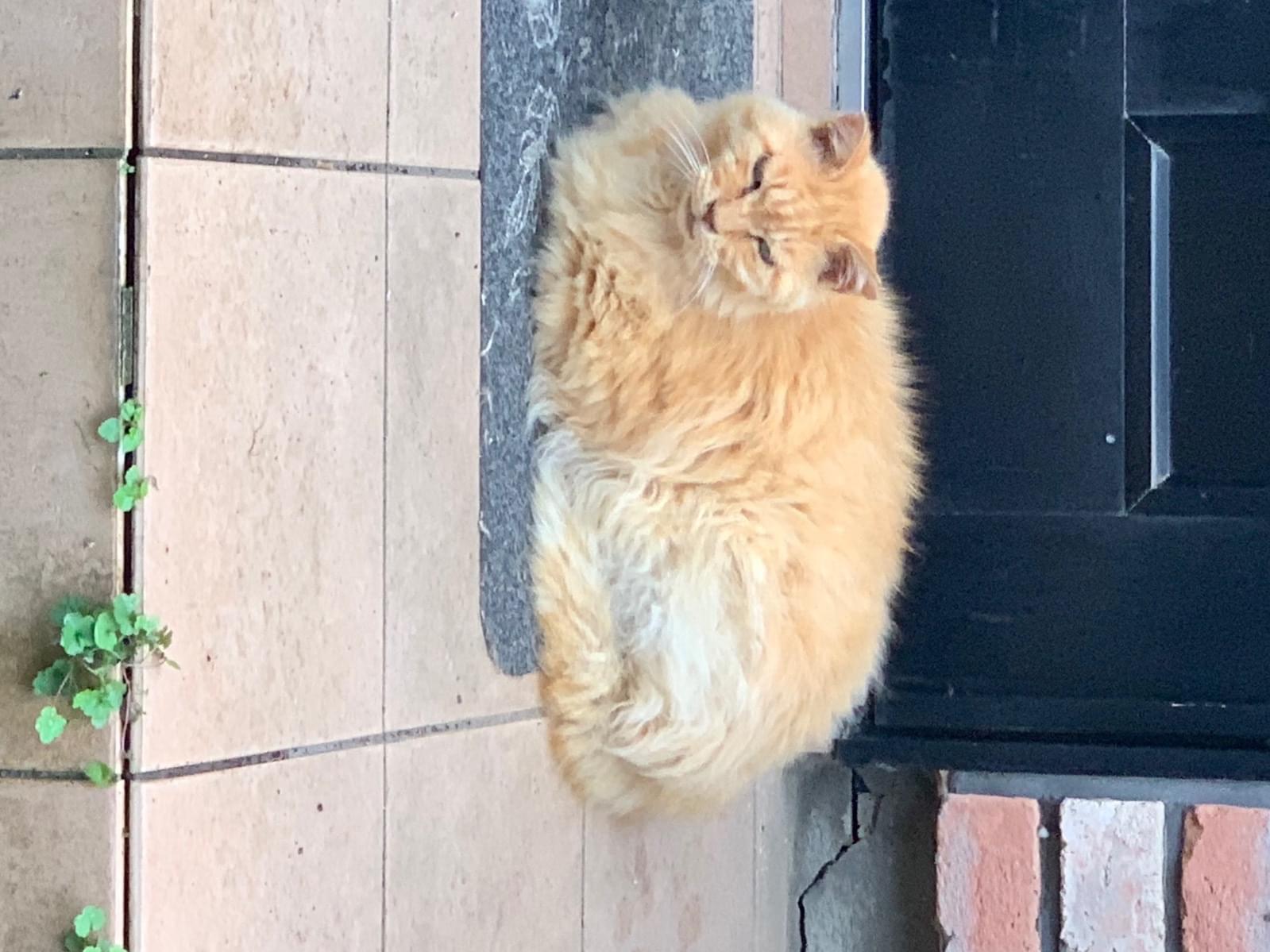 チューイちゃん