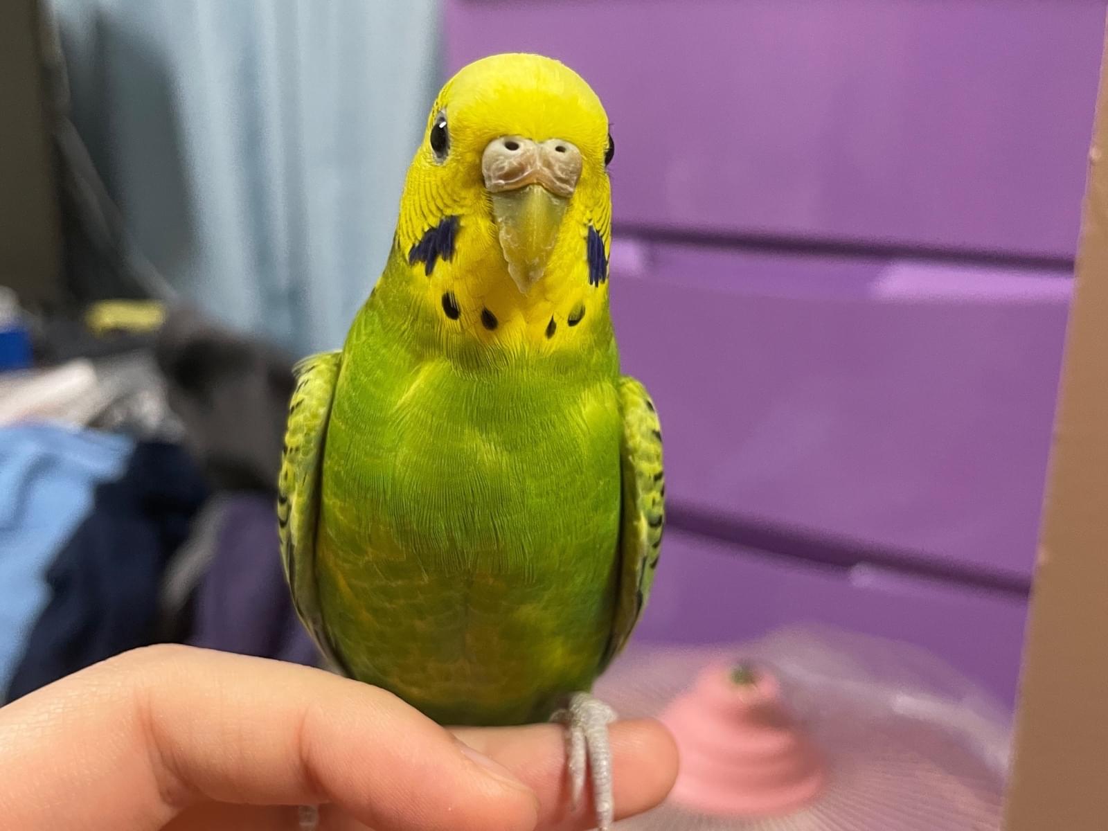 よもぎちゃん よもぎちゃん
