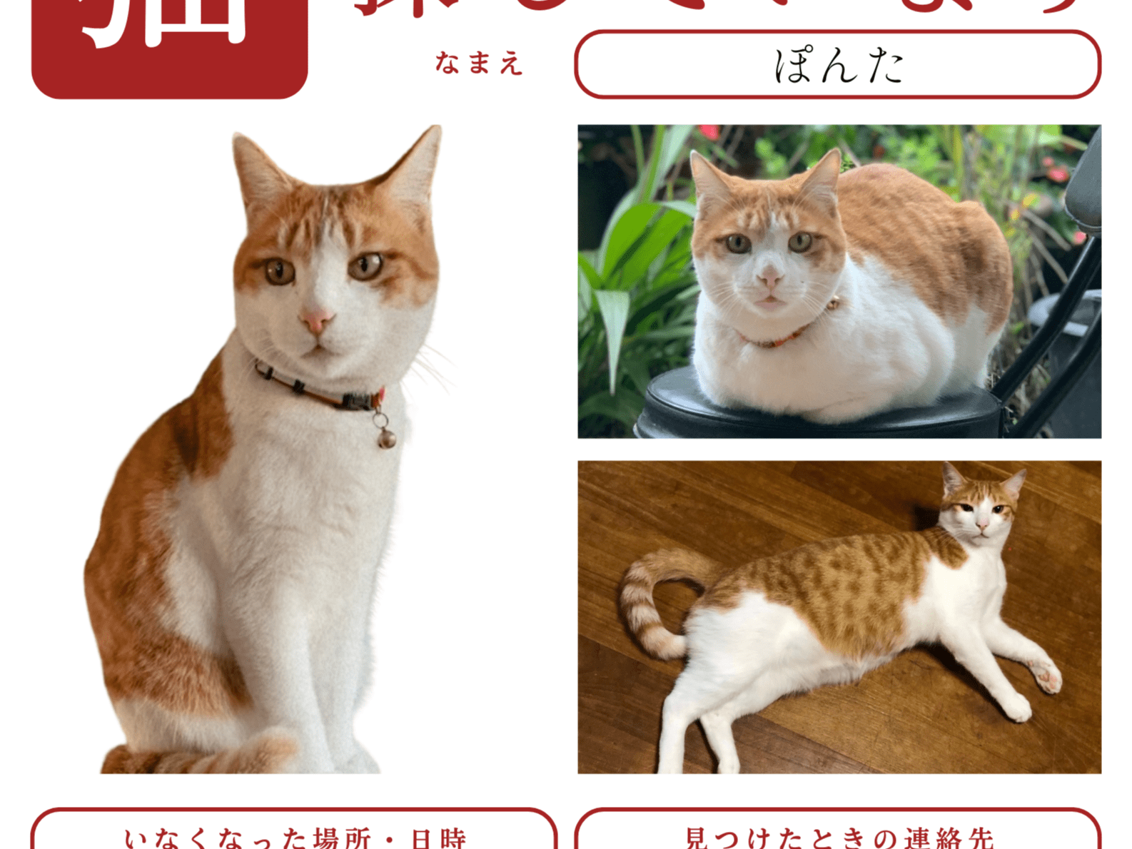 ぽんたちゃん ぽんたちゃん