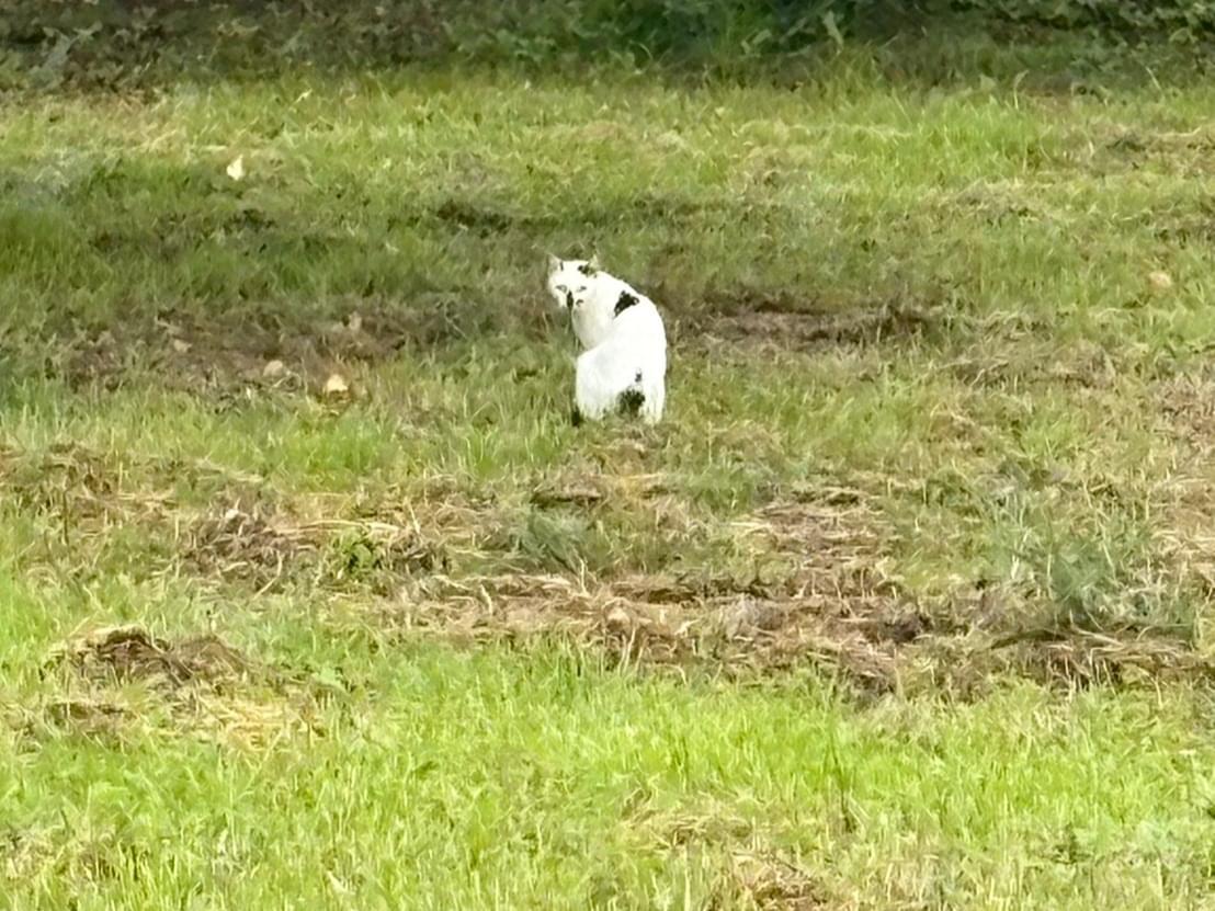 目撃された猫