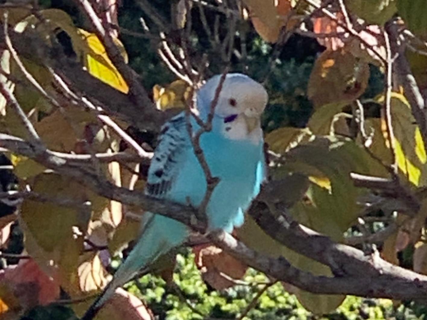 目撃された鳥 目撃された鳥